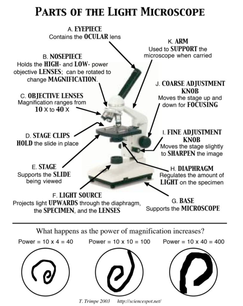 Microscopes! – Dr. Study Buddy's Education Platform